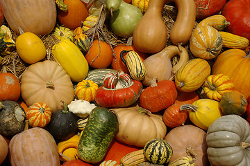 Image showing Pumpkins