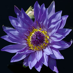 Image showing Waterlily in detail