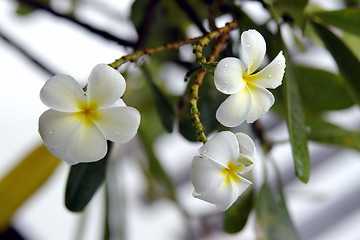 Image showing Plumeria flowers