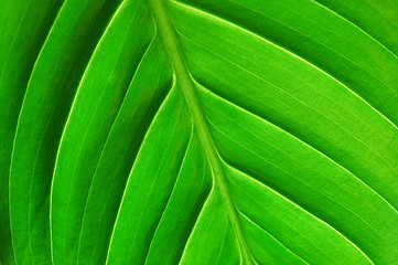 Image showing structure of a leaf