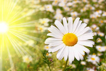 Image showing flower and sun