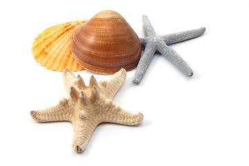 Image showing Shell