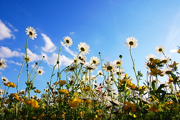 Image showing flowers from below