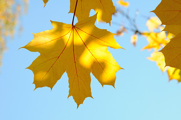 Image showing maple Leaves