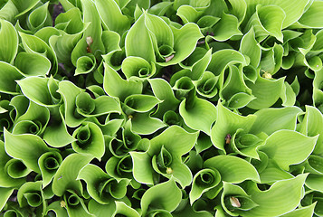 Image showing Green Leaves Background 