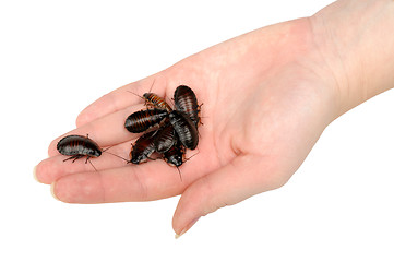 Image showing pile of cockroaches in the hand