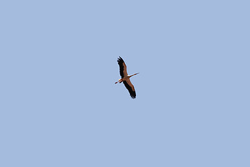 Image showing Stork flying high above the ground in spring.