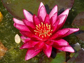 Image showing Waterlily