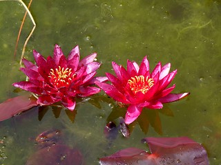 Image showing Waterlily