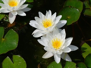 Image showing Waterlily