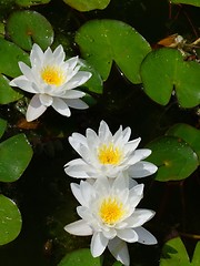 Image showing Waterlily