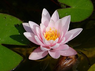 Image showing Waterlily