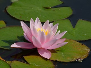 Image showing Waterlily