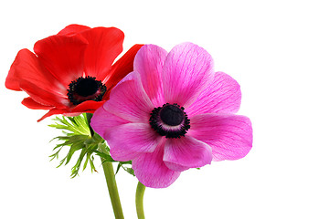 Image showing Beautiful anemone flowers on white with copy space.