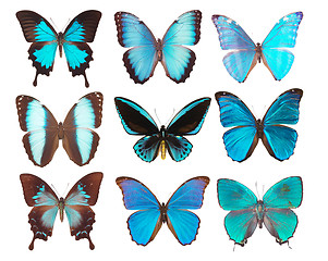 Image showing collection of butterflies isolated on white