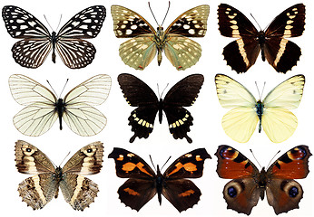 Image showing collection of butterflies isolated on white