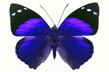 Image showing butterfly isolated 