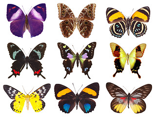 Image showing collection of butterflies isolated on white