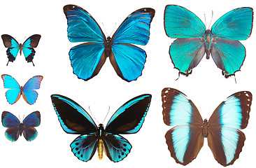 Image showing collection of butterflies isolated on white