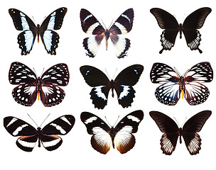 Image showing collection of butterflies isolated on white