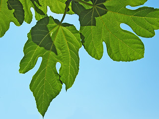 Image showing  leaf of tree on blue sky