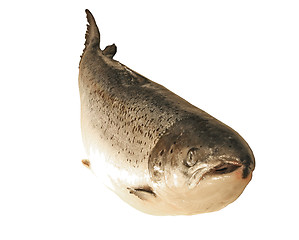 Image showing fish trout isolated 