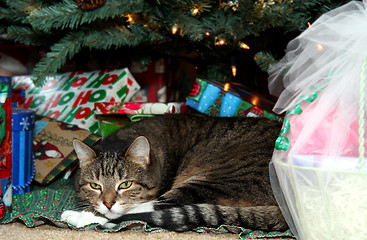 Image showing Tiger Cat Under Christmas Tree