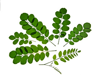 Image showing  leaf of  acacia green silhouette