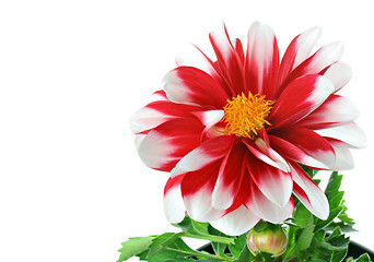 Image showing Red and White Striped Dahlia with pollen