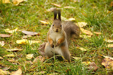 Image showing Squirrel 