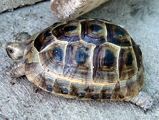 Image showing Turtle on the run