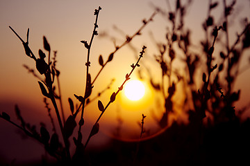 Image showing sunset plant silhuette