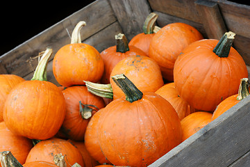 Image showing Pumpkin Crop in Cart with copy space.