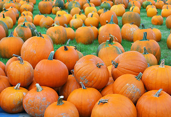 Image showing Pumpkin Patch