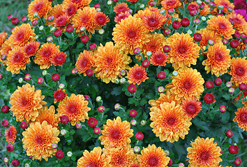 Image showing Full Frame Gold and Red Chrysanthemums