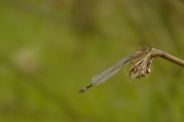 Image showing Damsel Fly