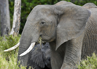 Image showing African Bush Elephant and her young