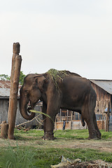 Image showing Asian Elephant of Nepal