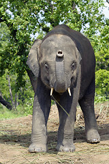 Image showing Asian Elephant of Nepal