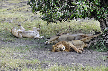 Image showing pride of lions