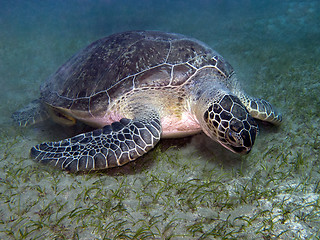 Image showing sea turtle feeding underwater