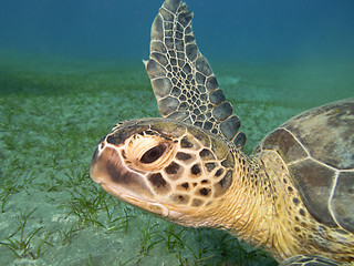 Image showing sea turtle head