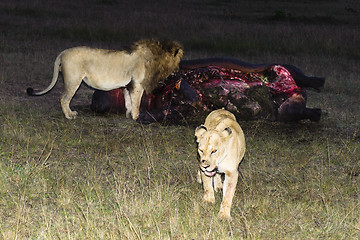 Image showing Lions eating hippo