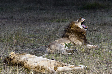 Image showing Lions