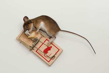 Image showing mouse in trap
