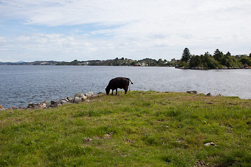 Image showing grazing cows