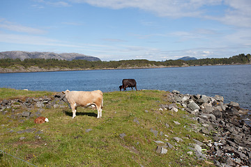 Image showing grazing cows