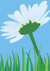 Image showing Lonely daisy. 