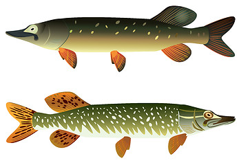 Image showing Pike fish and spotted pike fish.