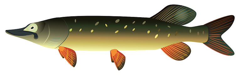 Image showing Pike.